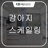 강아지 스케일링 및 발치