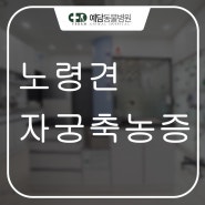 노령견 자궁축농증 수술