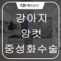 강아지 암컷 중성화 및 발치