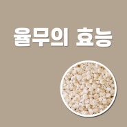 율무 효능, 칼로리와 부작용은 뭘까