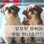 앙꼬랑 모찌는 뭘 먹나요? [강아지 동결건조 사료, 스몰배치, 바이탈에센셜]