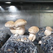 만덕3동, 스마트팜 재배 버섯 ‘백만송이’ 첫 수확