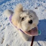 나무유치원 써니가 알려주는 강아지 겨울철 산책