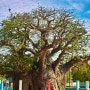 스리랑카 만나르 바오밥 나무