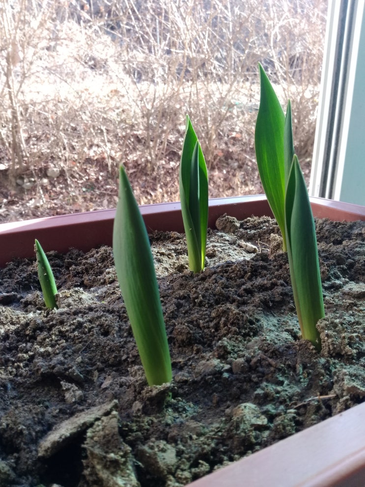 튜립 심어보기.. : 네이버 블로그