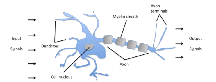 Neural Network 뉴럴 네트워크 쉽게 이해하기 backward propagation : 네이버 블로그