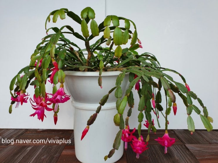 가재발선인장, 게발선인장, 크리스마스선인장(Christmas cactus), 집게발선인장(2021년 1월 12일) : 네이버 블로그 가재발선인장, 게발선인장, 크리스마스선인장(Christmas Cactus), 집게발선인장(2021년 1월 12일) : 네이버 블로그