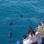 [D+3] 타이완(대만) 가볼만한곳 : 돌고래 크루즈 투어 Whale Watching