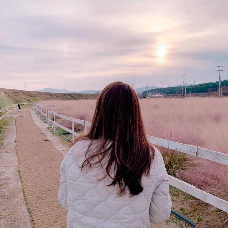 춘천 카페 :: 핑크뮬리가 예뻤던 유기농카페