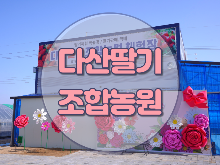 고령 딸기체험 다산딸기조합농원