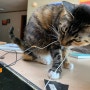 노트북 분리수거와 고양이
