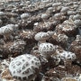 표고버섯재배방법-표고버섯종균: 2021년 표고버섯 배지 배양중입니다.