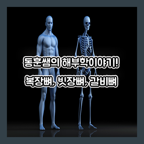 [해부학공부] 흉골/복장뼈/Sternum, 늑골/갈비뼈/Rib, 쇄골/빗장뼈/clavicle! : 네이버 블로그