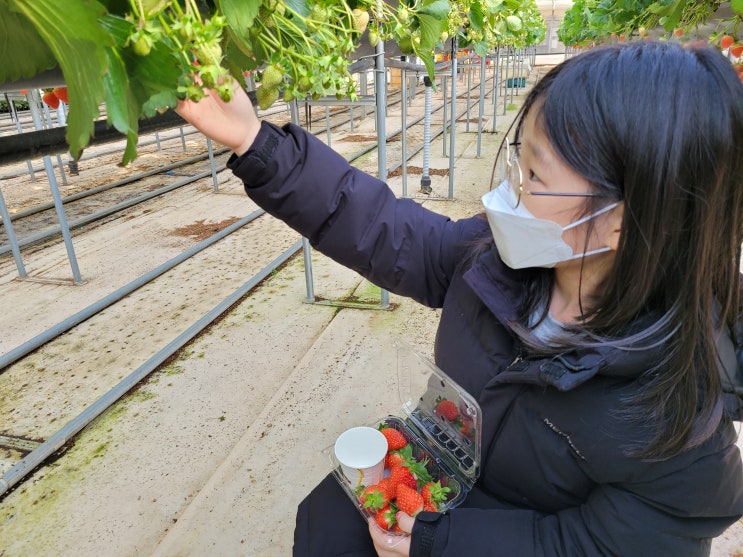 대구근교 가볼만한곳 고령 딸기체험 가능한 다산딸기조합농원