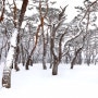 雪❄️☃️ / 솔밭 설경, 그리움을 담다