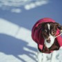 눈 오는 겨울, 강아지 눈산책할 때 필수체크 5가지