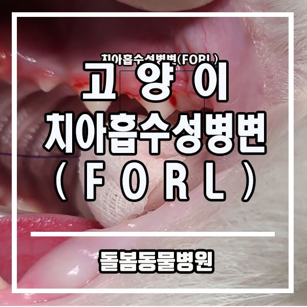 수원화성 고양이 치아흡수성병변 FORL 송곳니, 어금니 발치[ 고양이 치과 돌봄동물병원 ] : 네이버 블로그