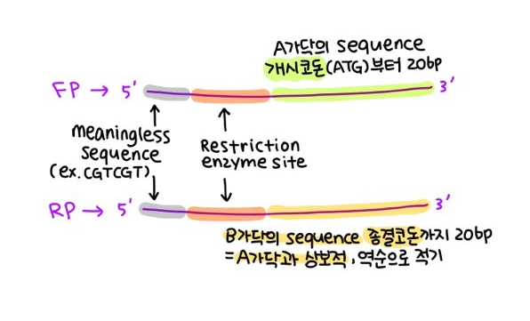 Cloing - PCR Primer design : 2. 본격적인 primer design : 네이버 블로그