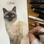 안산화실에서 취미미술로 그린 샴 고양이 반려동물 초상화