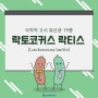 [식약처고시유산균19종]락토코커스 락티스