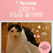 고양이가 비닐을 좋아하는 이유와 그 위험성, "고양이가 비닐봉지를 좋아해요"