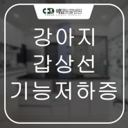 강아지 갑상선 기능 저하증 치료