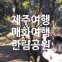 제주 한림공원 봄의 전령사 매화 개화 시작