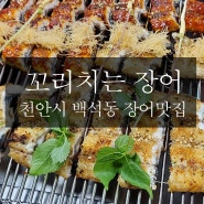 [천안장어]손영만의 꼬리치는장어 백석동.천안아산장어맛집. 꿈틀거리는장어꼬리.최고맛집. 홍삼먹은장어. 건강과맛을 동시에