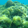 산호초 지역의 미생물(세균)