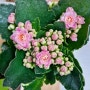 [2021.01.25] 사시사철 꽃피는 식물. 겨울에 꽃 피는 칼랑코에(칼란디바)~♡ / [랑이♡]