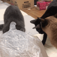 고양이 비닐 좋아하는이유