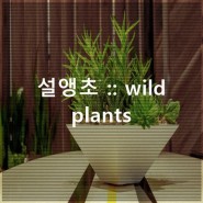 설앵초 :: wild plants