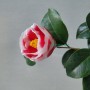 일본 동백 : 우노포(友の浦), 옥지포의 겹꽃