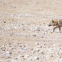 티벳/티베트 커커시리 야생 늑대