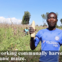 돌나라한농복구회 해외농업 케냐유기농농장 옥수수 수확