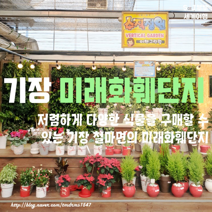 [기장] 대규모 부산 꽃시장 '미래화훼단지' : 규모에 놀라고 식물 가격에 놀랐던 철마면에 위치한 나만 몰랐던 곳 : 네이버 블로그
