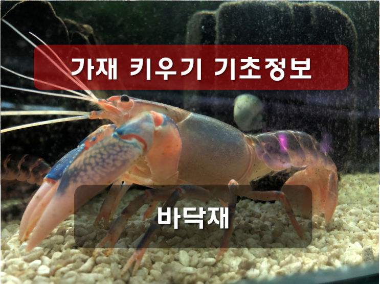가재키우기 기초지식 리뉴얼 - 바닥재 : 네이버 블로그