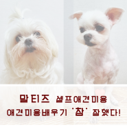 강아지 셀프미용 (말티즈 똘복이story) 애견미용 배우기 '참' 잘했다!