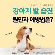 강아지 발 습진 :: 원인과 효과적인 예방법까지!