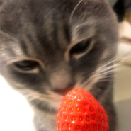 고양이 과일 먹어도되나요
