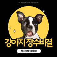 강아지 장수하는 관리법 (꿀 정보 공유해요!)