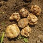봄에 심는 감자는 바이러스 무병 씨감자로 심으세요.