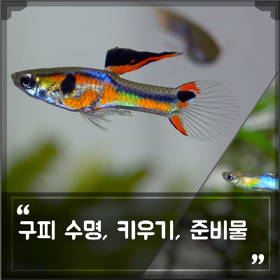 열대어 구피 키우기, 초보 키우는방법(어항물온도, 밥양먹이, 수명 및 준비물) : 네이버 블로그