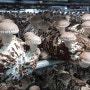 최고의 항암식품 표고버섯- 위암 치료한 사례자 이야기