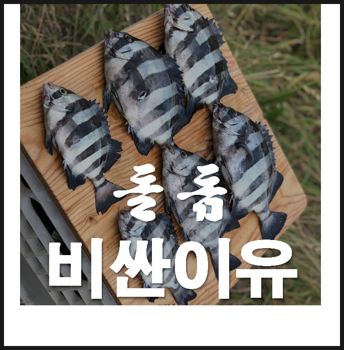 돌돔 자연산 가격, 돌돔(줄돔)이 비싼 이유는?? : 네이버 블로그
