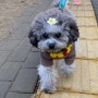 <실버푸들/강아지 옷> 귀여운 강아지 여름이의 위풍당당 걸음걸이!