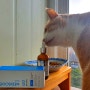 애견다이어트 [메디솔브 CLA] 고양이 체중 감량에 좋은 영양제!