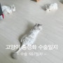 고양이 중성화 수술일지ㅣ회복 6,7일차 역대급 합사전쟁 feat.집사눈물바다