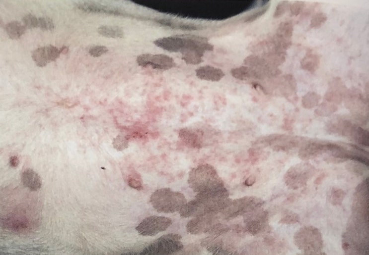 표재성 농피증 Superficial pyoderma 표재성 세균성 모낭염 superficial bacterial ...