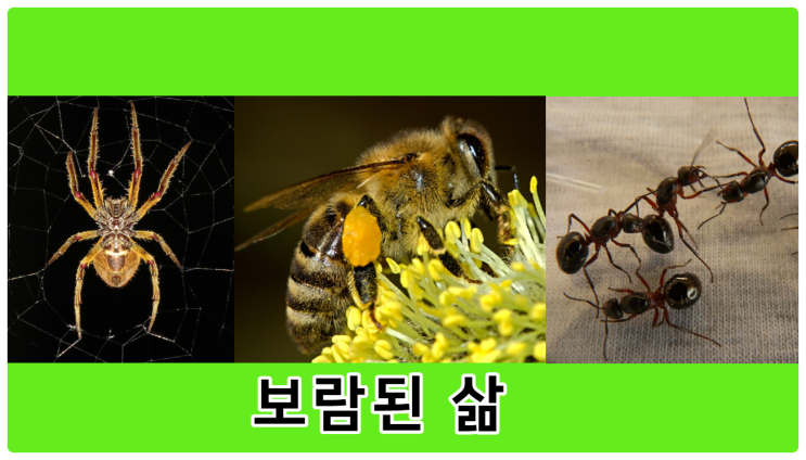 교장선생님 훈화 말씀이 50여 년이 지난 후에 생각난다. : 네이버 블로그